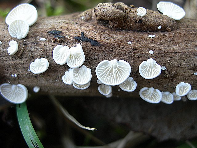 Cheimonophyllum candidissimum   (Berk. & M.A. Curtis) Singer
